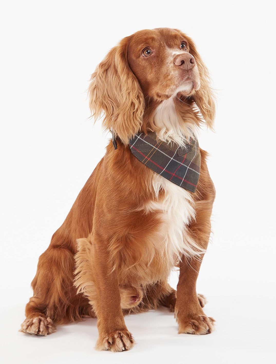 Tartan Bandana