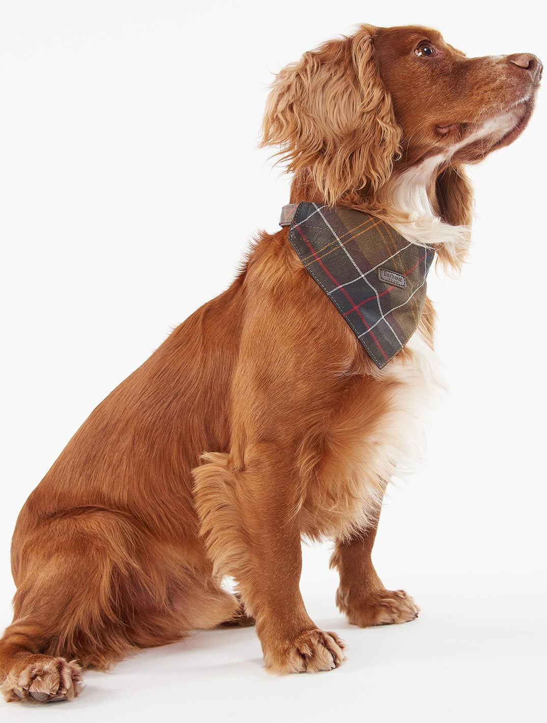 Tartan Bandana