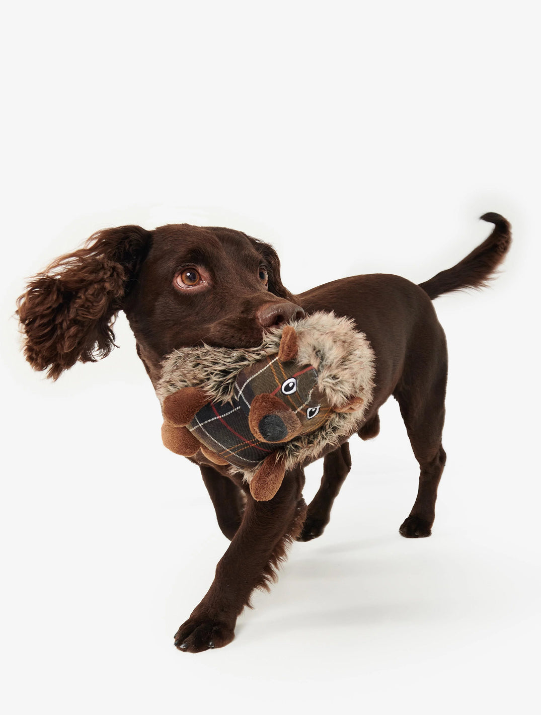 Dog Hedgehog Toy
