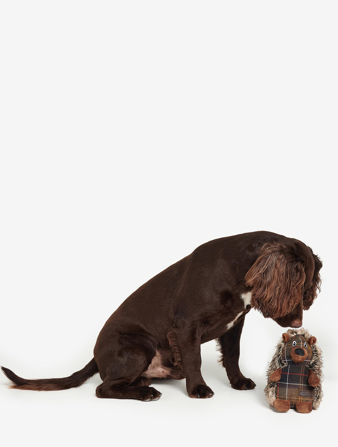 Dog Hedgehog Toy