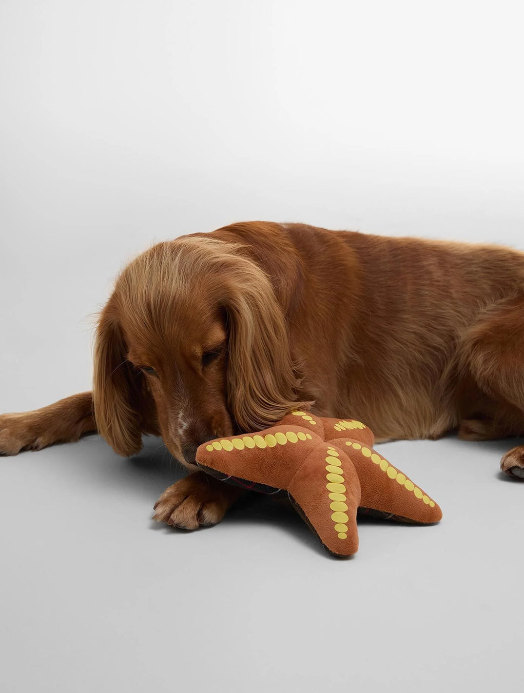 Starfish Dog Toy