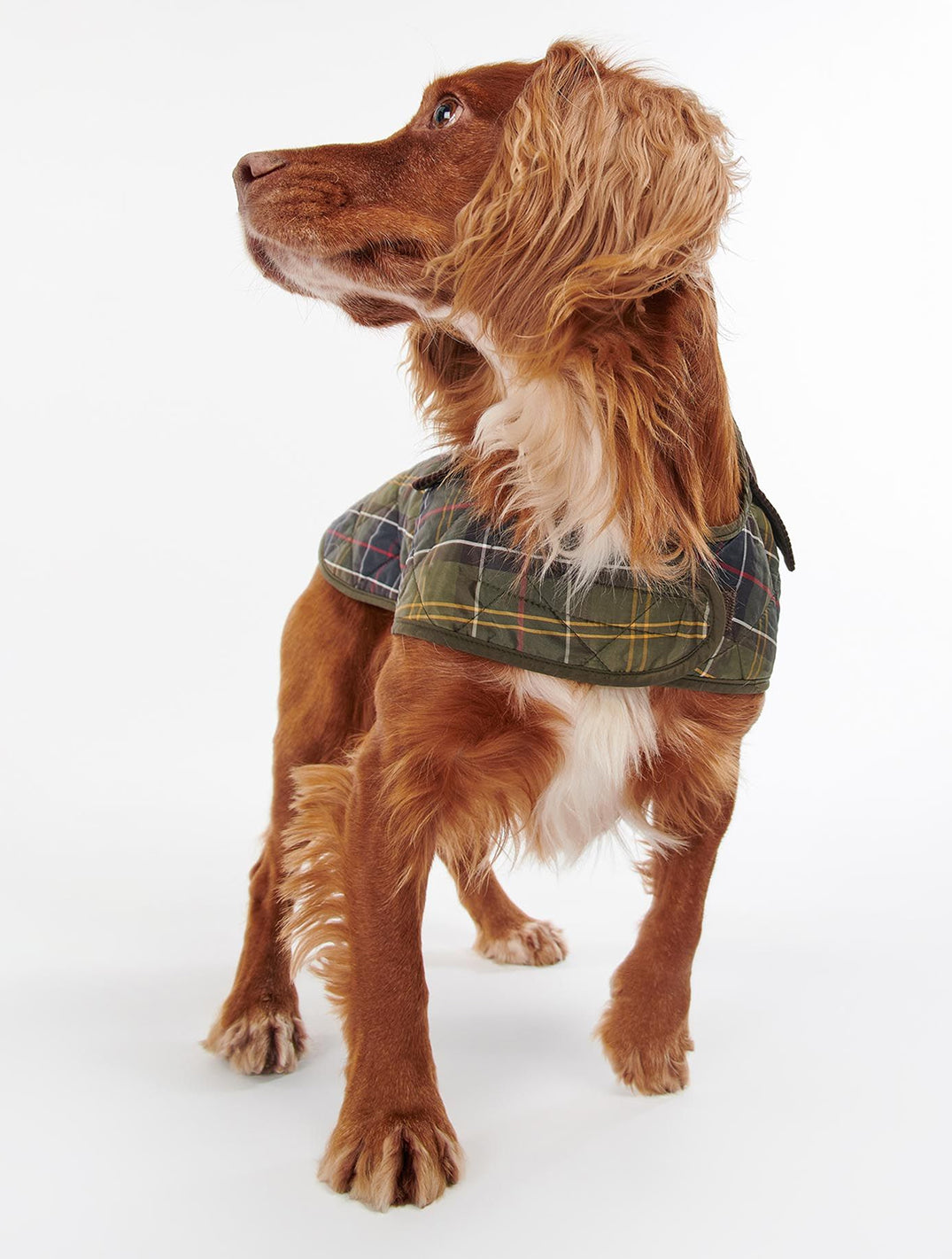 Classic Tartan