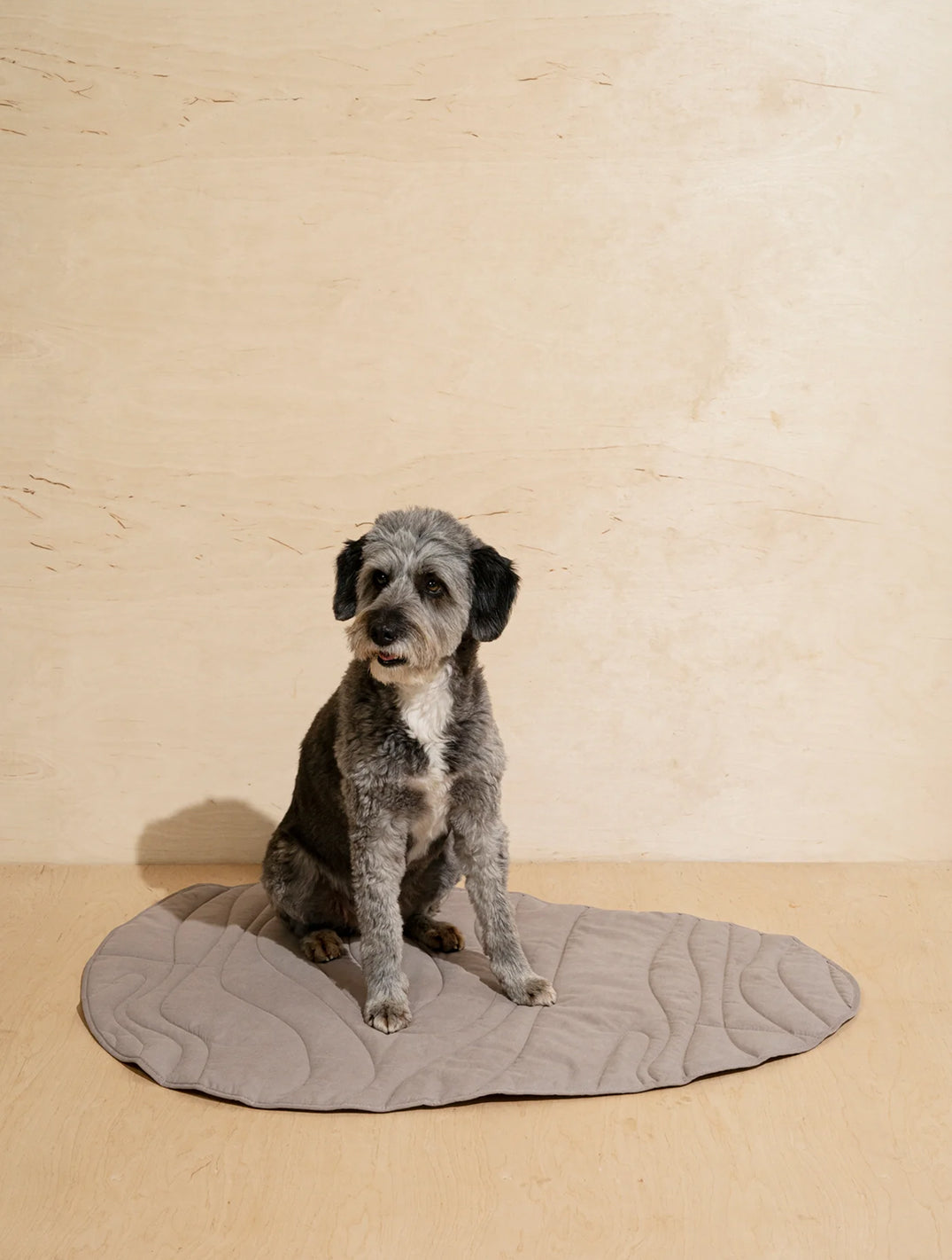 Dog Blanket Pony- Rollony