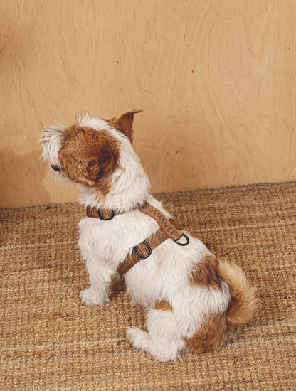 Walk Kit: Companiony Leash + Harness