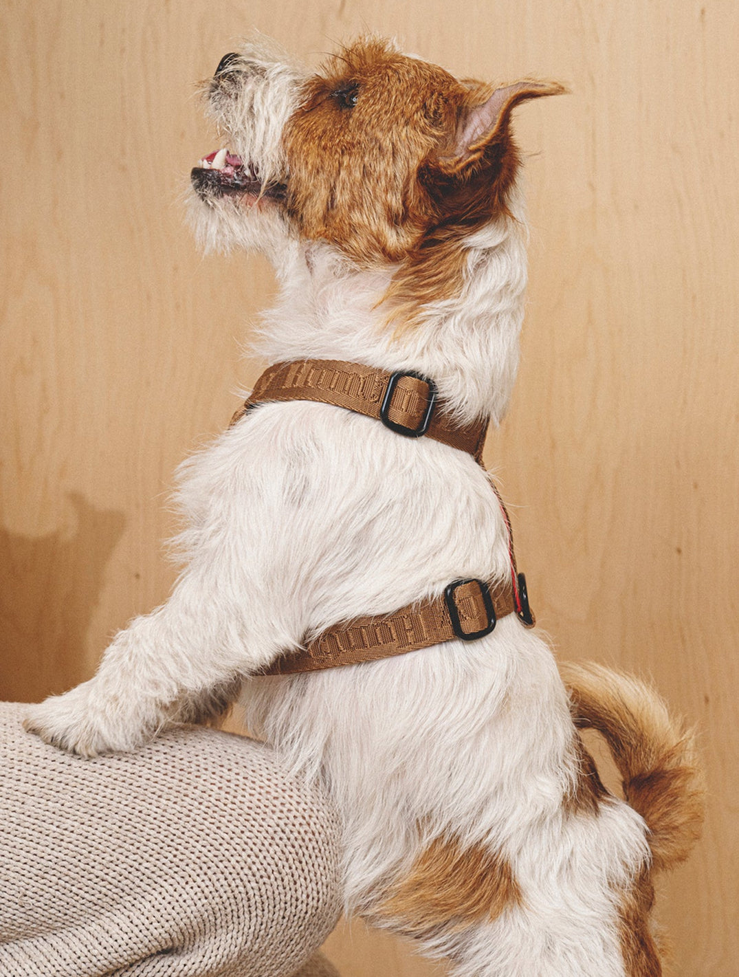 Walk Kit: Companiony Leash + Harness