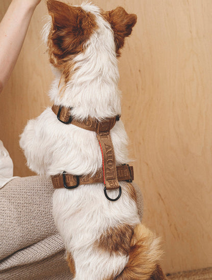 Walk Kit: Companiony Leash + Harness