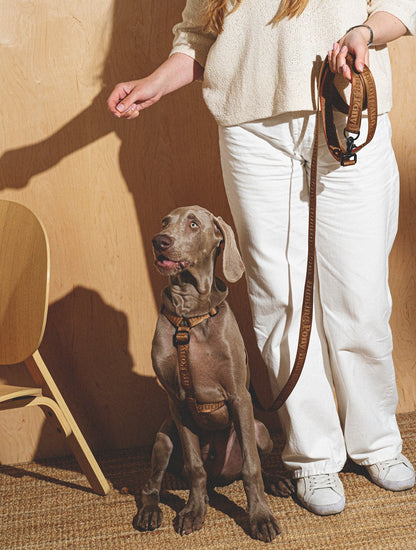 Walk Kit: Companiony Leash + Harness