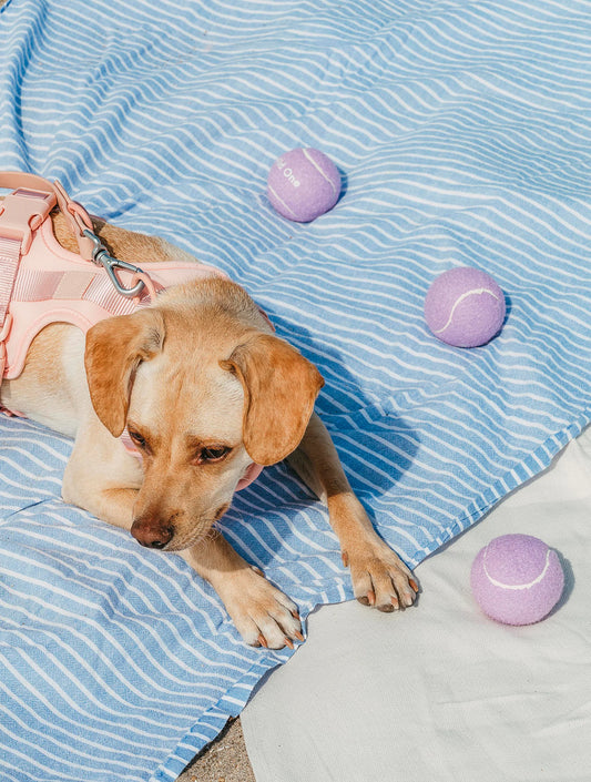 Tennis Ball - Lilac (hover)
