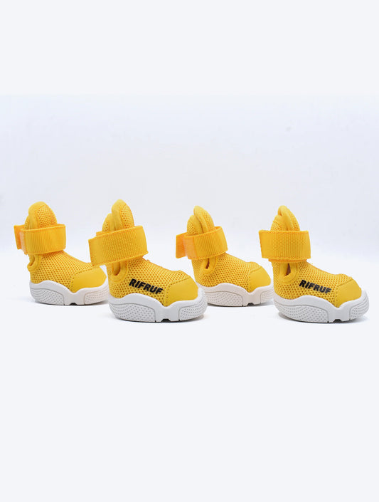 Caesar 1 - Daffodil