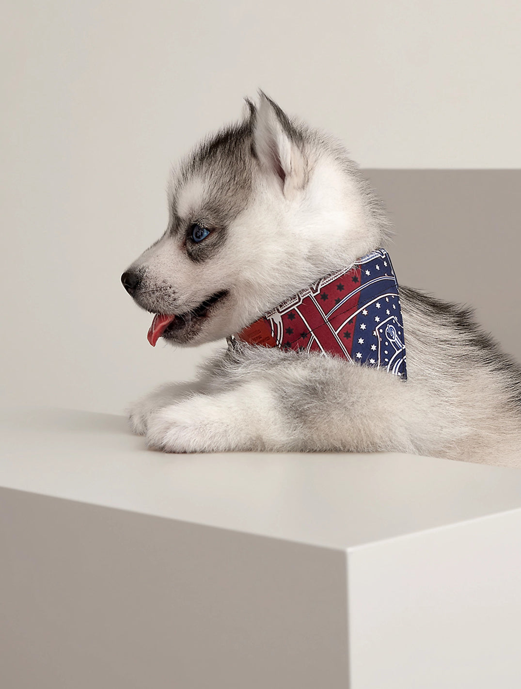 Eperon d'Or dog bandana, very small model