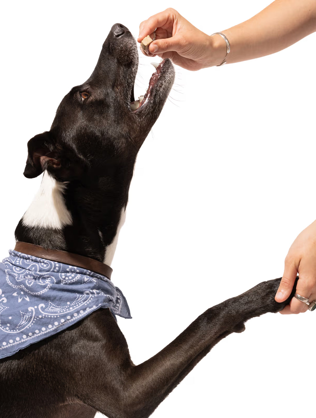 Human-Grade Freeze Dried Treats