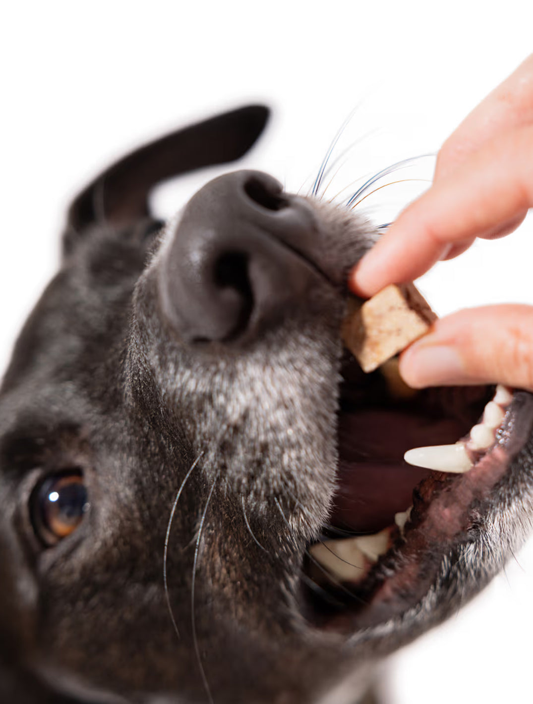 Human-Grade Freeze Dried Treats