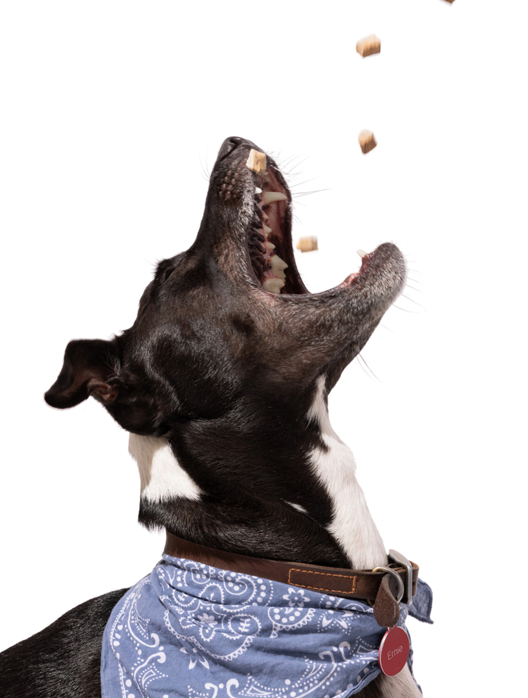 Human-Grade Freeze Dried Treats