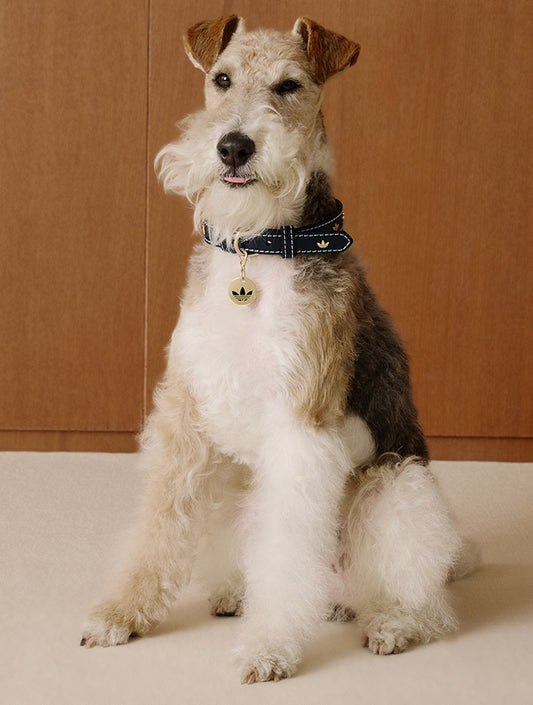 Limited Edition Adidas Pet Collar - Black (hover)