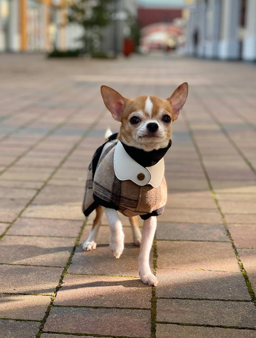 Le Smoking Collar