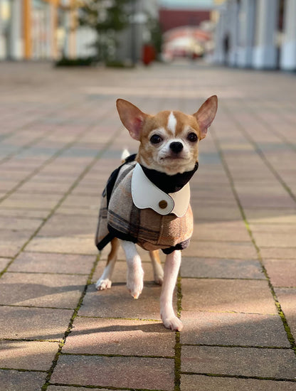 Le Smoking Collar