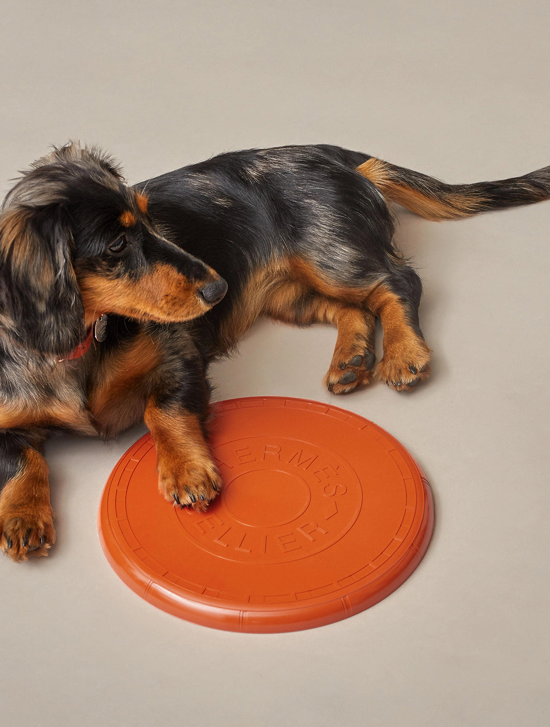 Wouf Flying Disc